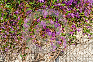 Small purple flowers and beautiful green foliage. Hardenbergia violacea â€˜Happy Wandererâ€™ in bloom