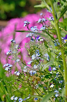 small purple flowers