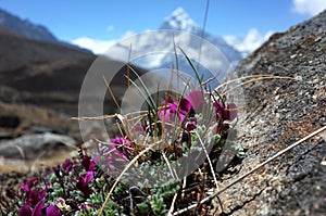 Small purple flowers blossoming on high altitude about 4700 m in Himalayas mountains, Nepal