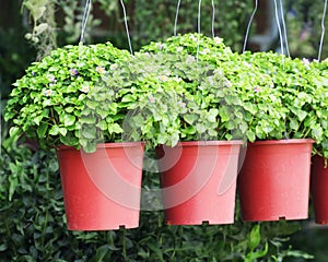 Small purple flowers Exacum tropical plant in a pot photo