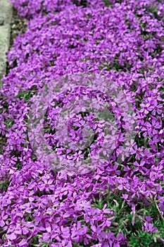 Small purple flowers