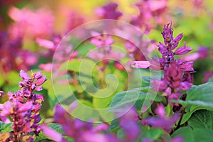 Small purple flowers in garden, shallow depth of field