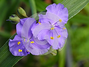 Small purple flowers in the garden, yellow stamens