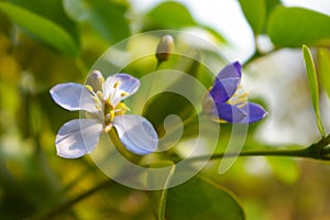 Small purple flowers of genus Guaiacum tree of Lignum vitae wood
