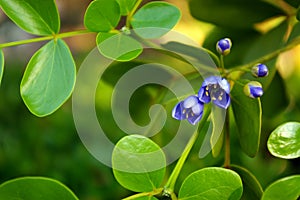 Small purple flowers of genus Guaiacum tree of Lignum vitae wood