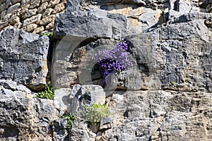 Small purple flowers