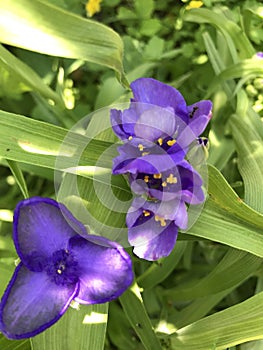 Small purple flowers macro