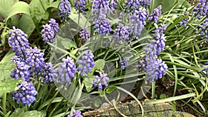 Small purple flowers similar in shape to bells