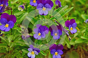 small purple flowers