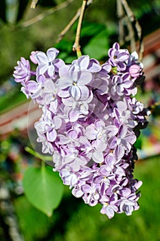 Small purple flowers of Syringa vulgaris (lilac or common lilac) towards clear blue sky in a garden in a