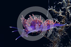A small purple invertebrate