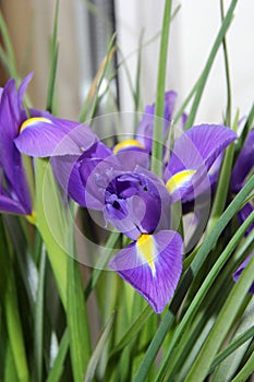 Small purple irises