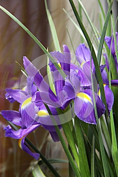 Small purple irises