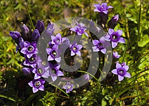 Small purple mountain flowers in spring