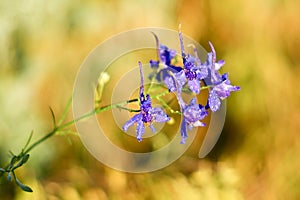 Small purple petals of the field flower