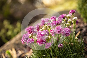 Small purple pink flower in garden