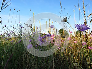 Small purple pink meadow flowers against blue sky.  Suitable for floral background. Wild summer flowers wallpaper.