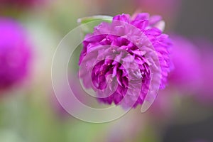 Small purple summer flowers close up in my garden