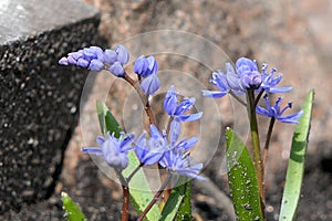 Small purple or violet flowers growing in winter