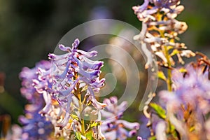 Small purple wildflower
