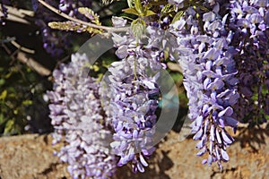 Small purple wisteria flowers and green leaves on the branches of a shrub in the garden