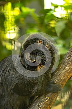 Small Pygmy marmoset monkey is perched in a tree in its natural habitat