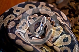 Python snake reptile coiling and sleeping photo