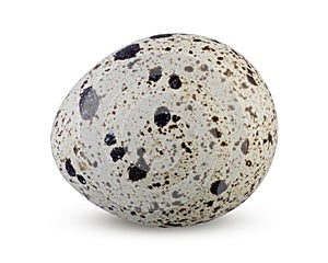 Small quail egg isolated on white background. Close up of spotted quail egg detailed
