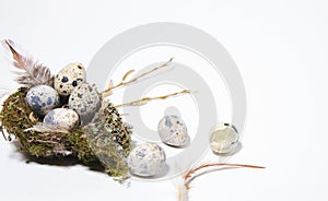 Small quail eggs lie in a bird's nest on a white background. Nearby are small quail eggs, one shell and feathers. Isolate
