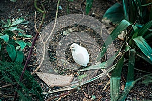 Small quail hiding in a bush in the tropical garden greenhouse