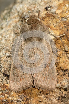 Small quaker moth (Orthosia cruda) from above photo