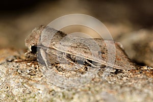 Small quaker moth (Orthosia cruda) photo