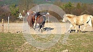 Small quick dotted and spotted pony moving to home fenced backyard. Mixed horse herd galloping from meadow by thin corridor