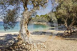 small and quiet beach with olive trees near the village of fiskardo