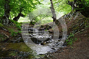 small quiet mountain river in the forest