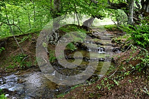 small quiet mountain river in the forest