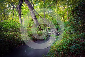 Small quiet river in forest