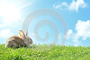 A small rabbit is enjoying the sunny day in the grass