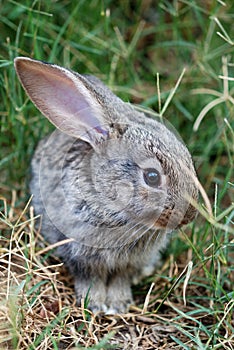 Small rabbit in grass