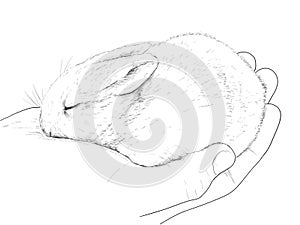 Small rabbit on hand