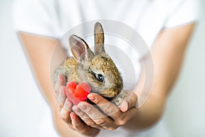 A small rabbit and a heart in human hands. The concept of love , protection and conservation of animals. Rabbit close-