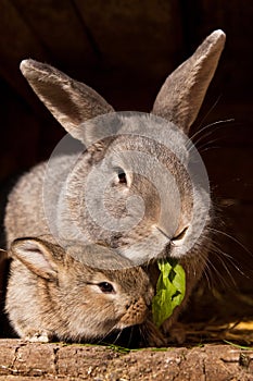 Small rabbit with mum