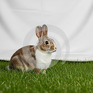 A mix of brown and white fur, long upright ears, and a slightly