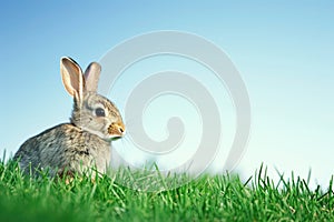 a small rabbit is sitting in the grass looking at the camera