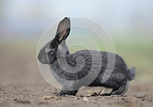 A small rabbit sitting on the ground