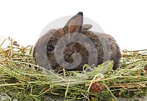 Small rabbit sitting in hay