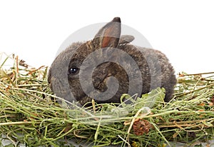 Small rabbit sitting in hay photo