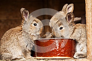 Small rabbits