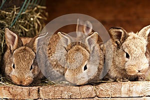 Piccolo conigli 