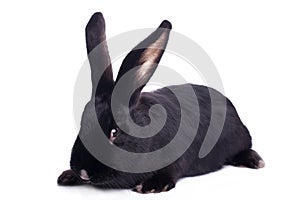 Small racy dwarf black bunny